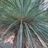 Grass tree (Xanthorrhoea quadrangulata)-i