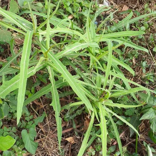 アキノノゲシ（秋野芥子） (Lactuca indica)-i