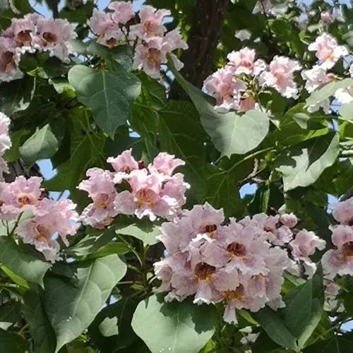 トウキササゲ（唐黄鷺鴫） (Catalpa bungei)-i