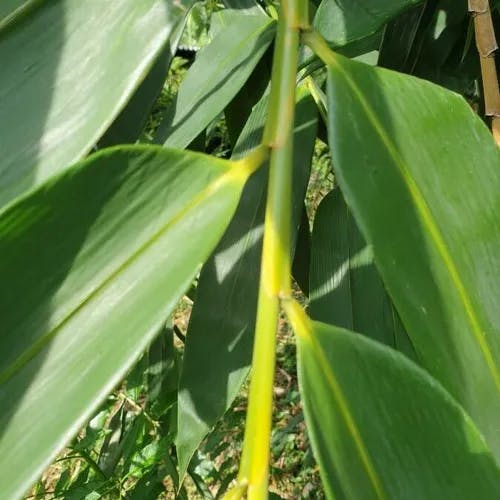 マチク（麻竹） (Dendrocalamus latiflorus)-i