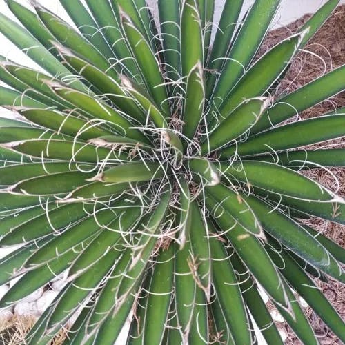 Chinese palm (Yucca decipiens)-i