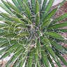 Chinese palm (Yucca decipiens)-i