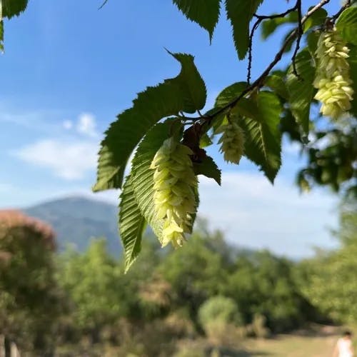 クマシデ（熊四手） (Carpinus japonica)-i