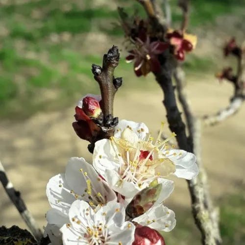 アンズ（杏） (Prunus armeniaca)-i