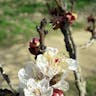 アンズ（杏） (Prunus armeniaca)-i