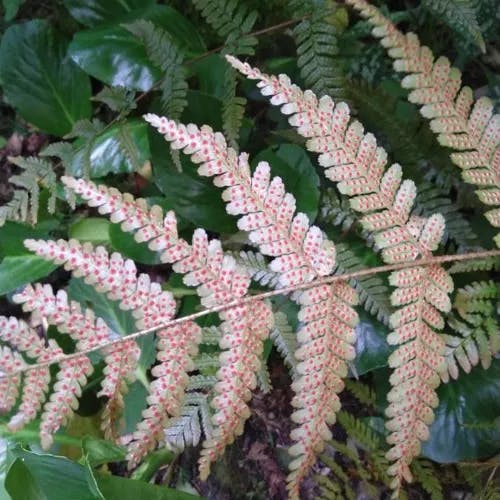 ベニシダ（紅羊歯） (Dryopteris erythrosora)-i