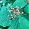 Hobblebush (Viburnum lantanoides)-i