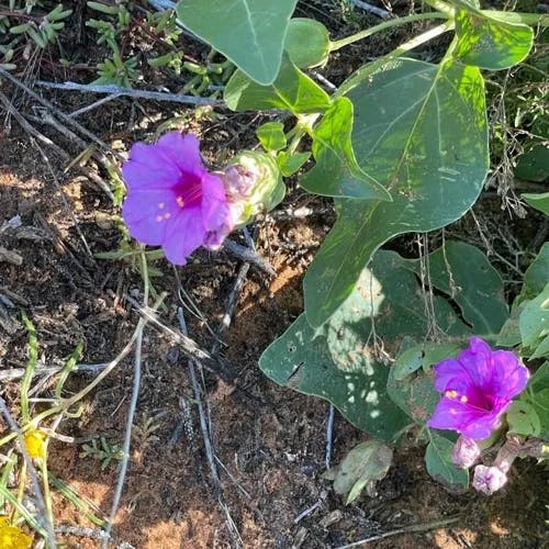 Froebel's four o'clock (Mirabilis multiflora)-i