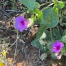 Froebel's four o'clock (Mirabilis multiflora)-i