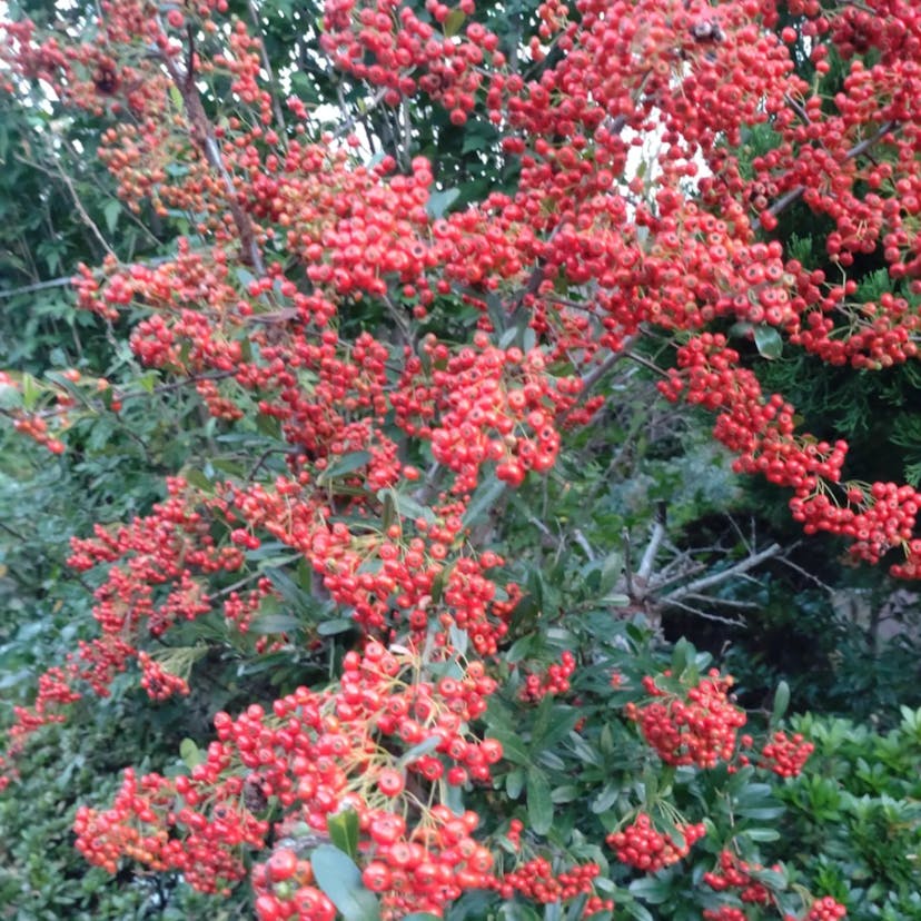 タイトウカマツカ（タイトウ鎌柄） (Pyracantha koidzumii)-i