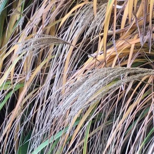 オギ（荻） (Miscanthus sacchariflorus)-i