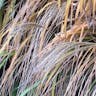 オギ（荻） (Miscanthus sacchariflorus)-i