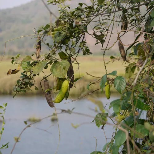 ハマナタマメ（浜鉈豆） (Canavalia lineata)-i