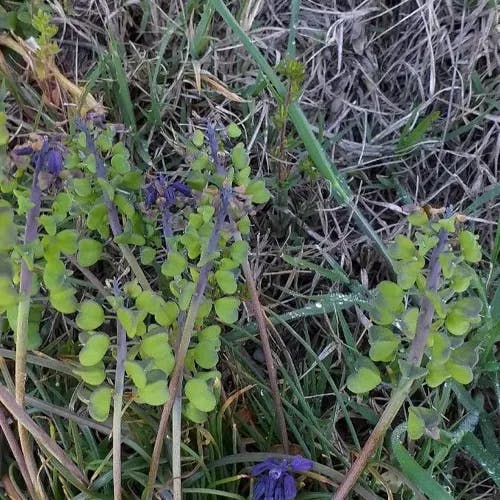 ムスカリ (Muscari neglectum)-i