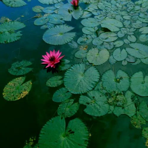 アカバナスイレン（赤花睡蓮） (Nymphaea rubra)-i