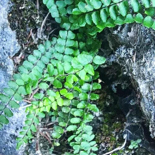 チャセンシダ（茶筅羊歯） (Asplenium trichomanes)-i