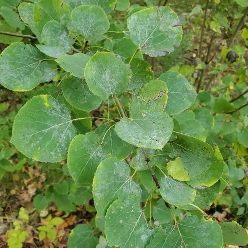 American aspen (Populus tremuloides)-i