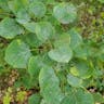 American aspen (Populus tremuloides)-i