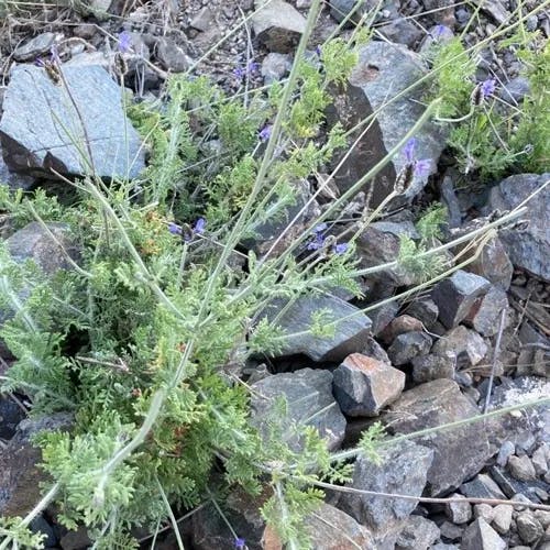 Fern-leaf lavender (Lavandula multifida)-i