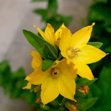 Large loosestrife