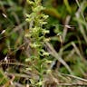 オオヤマサギソウ（大山鷺草） (Platanthera sachalinensis)-i