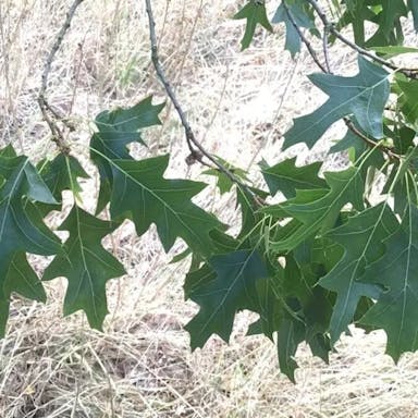 Buckley oak