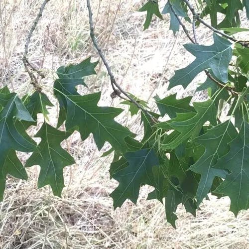 Buckley oak (Quercus buckleyi)-i