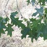 Buckley oak (Quercus buckleyi)-i