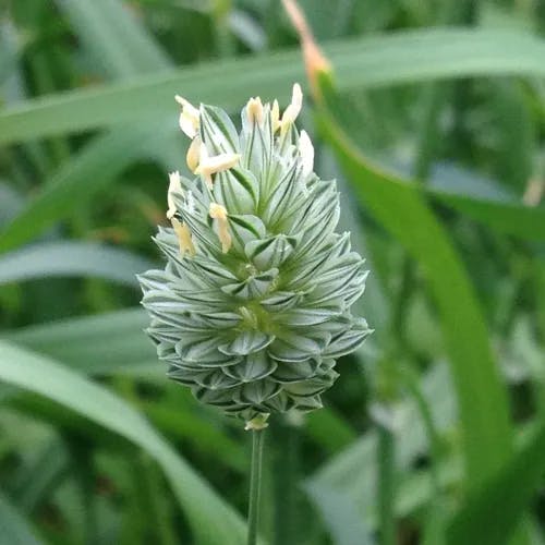 カナリークサヨシ（加那利草葦） (Phalaris canariensis)-i