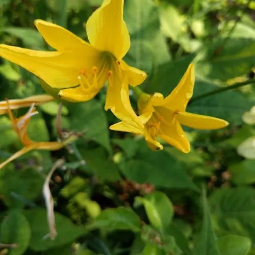 ウコンカンゾウ（ウコン萱草） (Hemerocallis citrina)-i