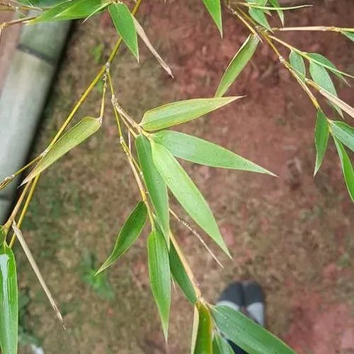 ホテイチク（布袋竹） (Phyllostachys aurea)-i