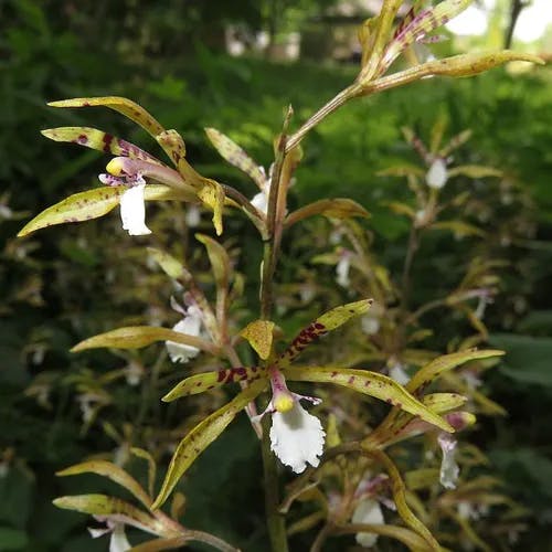 トケンラン（杜鵑蘭） (Cremastra unguiculata)-i