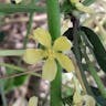 セイヨウキンミズヒキ（西洋金水引） (Agrimonia eupatoria)-i