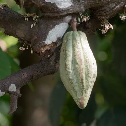 カカオ (Theobroma cacao)-i