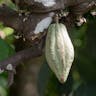 カカオ (Theobroma cacao)-i