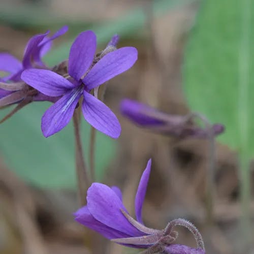 アカネスミレ（茜菫） (Viola phalacrocarpa)-i