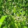 Sugar-scoop (Tiarella trifoliata)-i