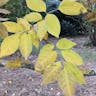 Pumpkin ash (Fraxinus profunda)-i