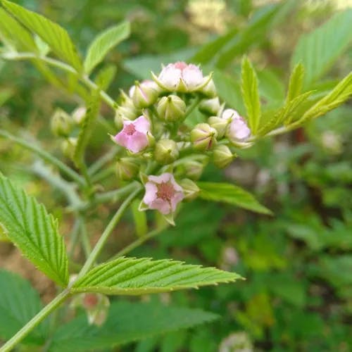 トックリイチゴ（徳利苺） (Rubus coreanus)-i