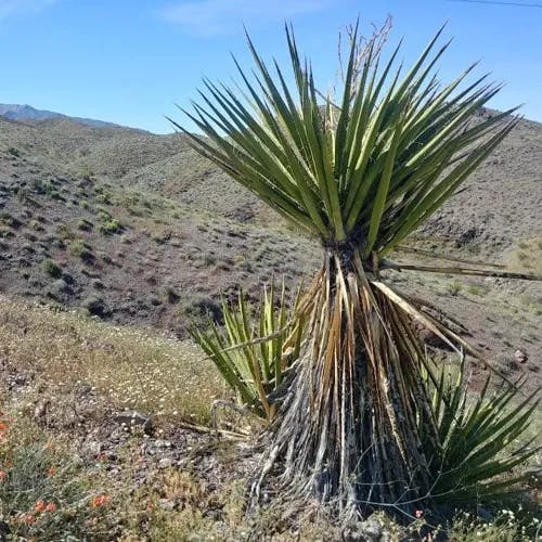 Mohave yucca (Yucca schidigera)-i