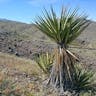 Mohave yucca (Yucca schidigera)-i