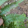 Marginal fern (Dryopteris marginalis)-i