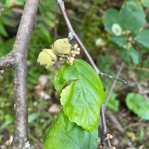 ウィッチヘーゼル (Hamamelis virginiana)-i