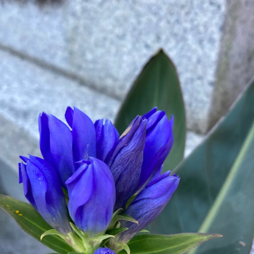 エゾリンドウ（蝦夷竜胆） (Gentiana triflora)-i