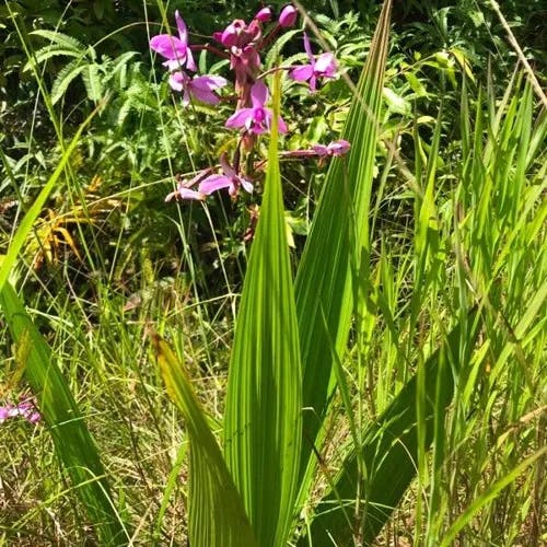 コウトウシラン（紅頭紫蘭） (Spathoglottis plicata)-i