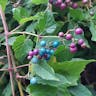 Amur peppervine (Ampelopsis glandulosa)-i