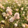 シャグマハギ（赤熊萩） (Trifolium arvense)-i