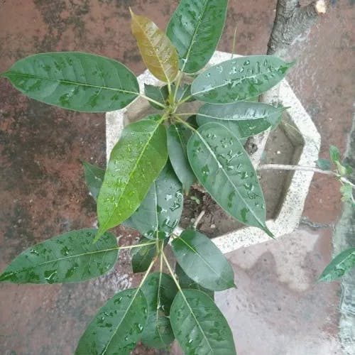 Pink poui (Tabebuia rosea)-i