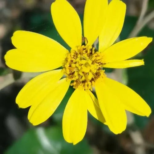 Prairie coreopsis (Coreopsis palmata)-i