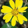 Prairie coreopsis (Coreopsis palmata)-i